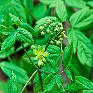 Blue Cohosh Seeds (Caulophyllum thalictroides)