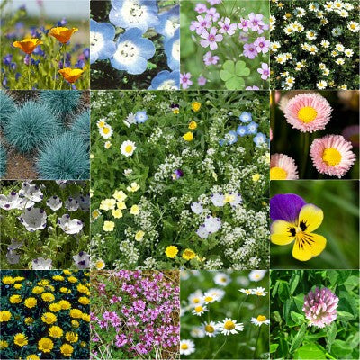 Alternative Lawn Wildflower and Grass Seed Mix