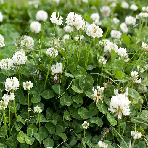 White Clover Legacy