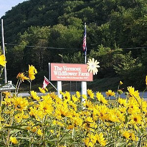 Sunflower Perennial Seeds (Helianthus maximiliani)