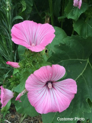 lavatera flower seeds Rose Mallow Seeds (Lavatera Trimestris)