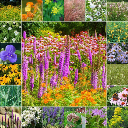 shade wildflower seed mix Native Partial Shade Wildflower Seed Mix – Vermont Wildflower Farm