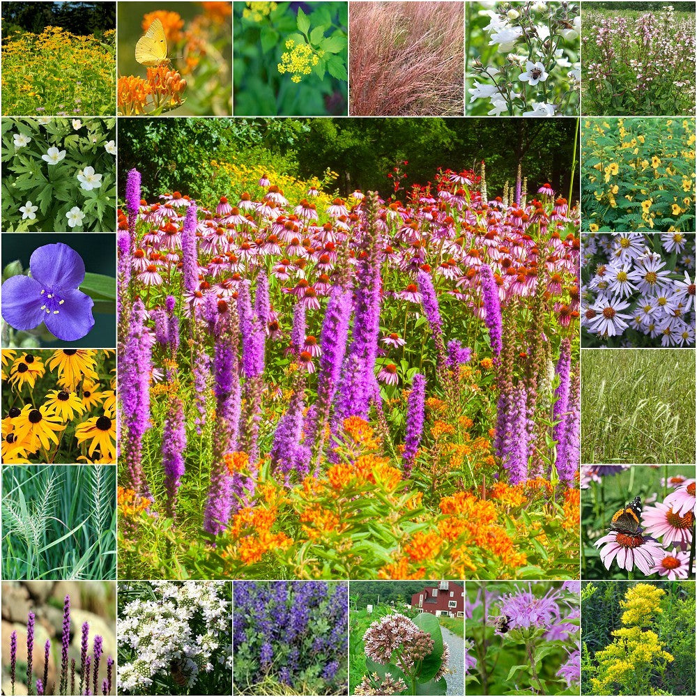 Native Partial Shade Roadside Wildflower and Grass Seed Mix