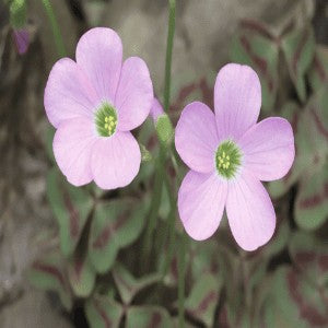 Violet Wood Sorrel Seeds (Oxalis violacea)