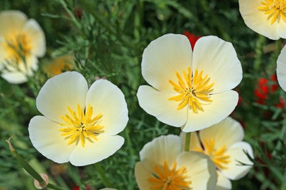 California Poppy White Seeds