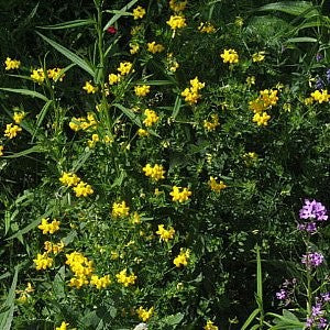 Bird's Foot Trefoil Seeds (Lotus corniculatus)