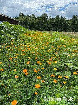 orange cosmos flower seeds Cosmos Orange Seeds (Cosmos Sulphureus)