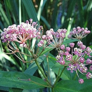 Milkweed Swamp Seeds (Asclepias incarnata)