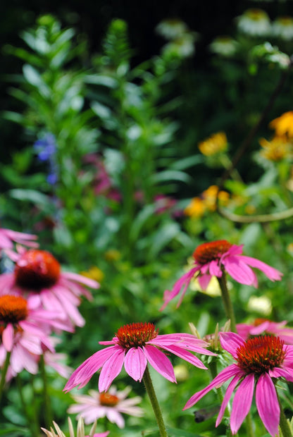 Partial Shade Wildflower Seed Mix