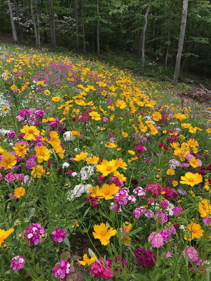 Perennial Low Grow Wildflower Seed Mix