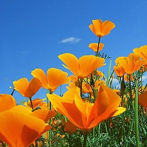 edible poppy seed plant California Poppy Seeds (Eschscholzia Californica)