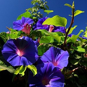 Morning Glory Seeds (Ipomoea purpurea)