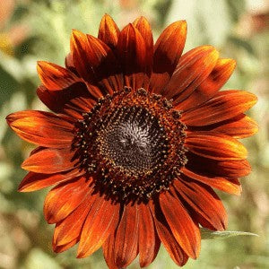 Sunflower Velvet Queen Seeds (Helianthus annuus)