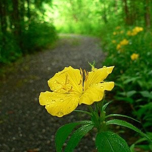 Missouri Primrose Seeds (Oenothera missouriensis)