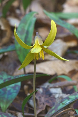 Trout Lily Seeds (Erythronium americanum)