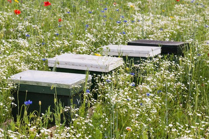 Honeybee Wildflower Seed Mix