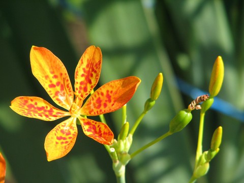 Blackberry Lily Seeds (Belamcanda chinensis)