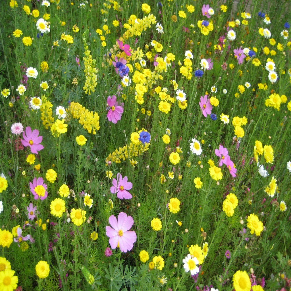 Western Wildflower Seed Mix