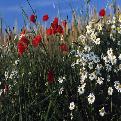 Southwest Wildflower Seed Mix