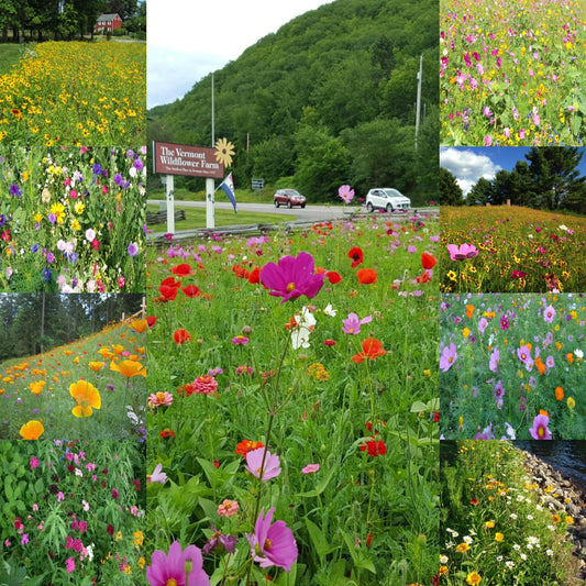 Quick Bloom Wildflower Seed Mix