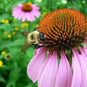 Coneflower Purple Seeds (Echinacea purpurea)