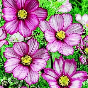 Cosmos Candy Stripe Seeds (Cosmos bipinnatus)