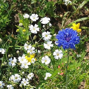 Annual Baby's Breath Seeds (Gypsophila elegans)