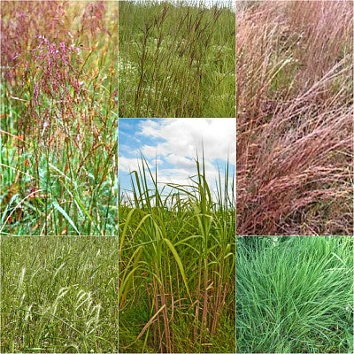 planting native grass seed Native Grass Seed Mix – Vermont Wildflower Farm