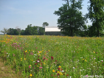 Partial Shade Wildflower Seed Mix