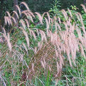 Silky Wildrye Grass Seeds