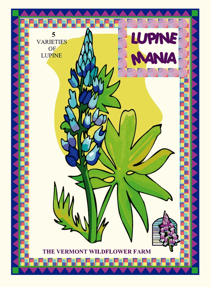 Lupine Mania Jumbo Seed Packet (BOGO)