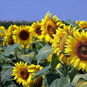 Sunflower Giant Mammoth Seeds (Helianthus annuus)