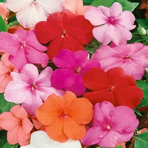 Impatiens Dwarf Mix Seeds (Impatiens balsamina)