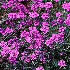 Moss Verbena Seeds (Verbena tenuisecta)