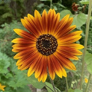 Sunflower Earthwalker Seeds